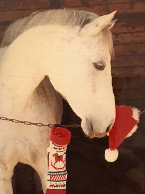 Sommer Smith's Christmas horse, P.T. (Courtesy of Sommer Smith)